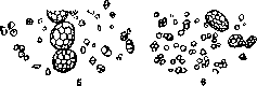 Cereals (Gramineae, a family of monocotyledonous): figure 3 from the 1928–1936 encyclopedia article