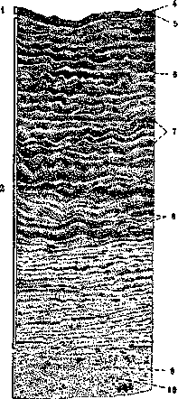 Artery: figure 2 from the 1928–1936 encyclopedia article
