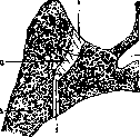 Sacroiliac Joint: figure 3 from the 1928–1936 encyclopedia article