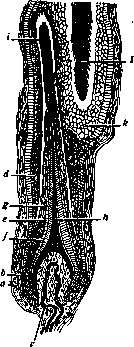 Hair: figure 2 from the 1928–1936 encyclopedia article