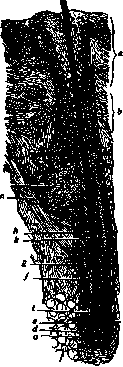 Hair: figure 1 from the 1928–1936 encyclopedia article