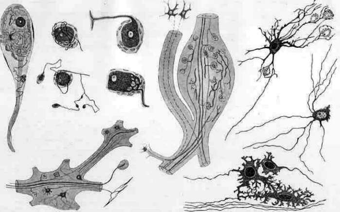 Hanko and Nerve Ganglia: figure 2 from the 1928–1936 encyclopedia article