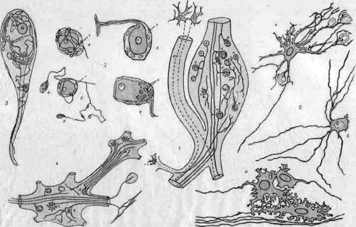 Hanko and Nerve Ganglia: figure 1 from the 1928–1936 encyclopedia article