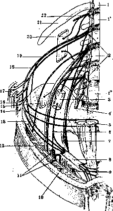 Lumbosacral Plexus: figure 2 from the 1928–1936 encyclopedia article