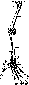 Condurango and Limbs: figure 5 from the 1928–1936 encyclopedia article
