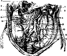Mesenteric Arteries (MESENTERICAE ARTERIAE,): figure 1 from the 1928–1936 encyclopedia article