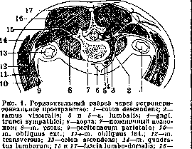 Lumbar Region: figure 1 from the 1928–1936 encyclopedia article