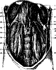 Lumbar Region: figure 2 from the 1928–1936 encyclopedia article