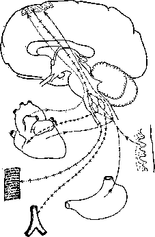 Angina Pectoris: figure 1 from the 1928–1936 encyclopedia article