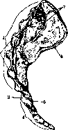 Sacrum: figure 3 from the 1928–1936 encyclopedia article
