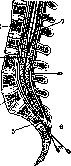 Sacrum: figure 4 from the 1928–1936 encyclopedia article