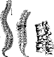 Vertebral Column: figure 37 from the 1928–1936 encyclopedia article