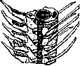 Vertebral Column: figure 2 from the 1928–1936 encyclopedia article