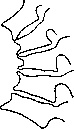 Vertebral Column: figure 31 from the 1928–1936 encyclopedia article