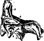 Vertebral Column: figure 11 from the 1928–1936 encyclopedia article