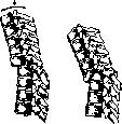 Vertebral Column: figure 41 from the 1928–1936 encyclopedia article