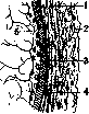 Vertebral Column: figure 1 from the 1928–1936 encyclopedia article