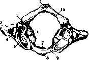 Vertebral Column: figure 9 from the 1928–1936 encyclopedia article