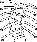 Vertebral Column: figure 26 from the 1928–1936 encyclopedia article