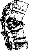 Vertebral Column: figure 39 from the 1928–1936 encyclopedia article