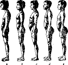 Vertebral Column: figure 20 from the 1928–1936 encyclopedia article