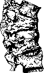 Vertebral Column: figure 40 from the 1928–1936 encyclopedia article