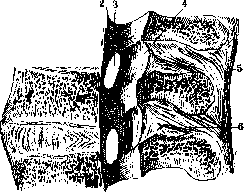 Vertebral Column: figure 18 from the 1928–1936 encyclopedia article