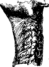 Vertebral Column: figure 7 from the 1928–1936 encyclopedia article