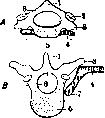 Vertebral Column: figure 6 from the 1928–1936 encyclopedia article