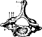 Vertebral Column: figure 13 from the 1928–1936 encyclopedia article
