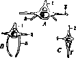 Vertebral Column: figure 3 from the 1928–1936 encyclopedia article