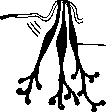 Mammary Gland: figure 3 from the 1928–1936 encyclopedia article