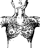 Mammary Gland: figure 5 from the 1928–1936 encyclopedia article