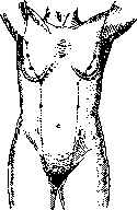 Mammary Gland: figure 7 from the 1928–1936 encyclopedia article