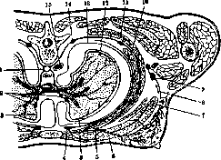 Mammary Gland: figure 6 from the 1928–1936 encyclopedia article