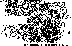 Mammary Gland: figure 2 from the 1928–1936 encyclopedia article