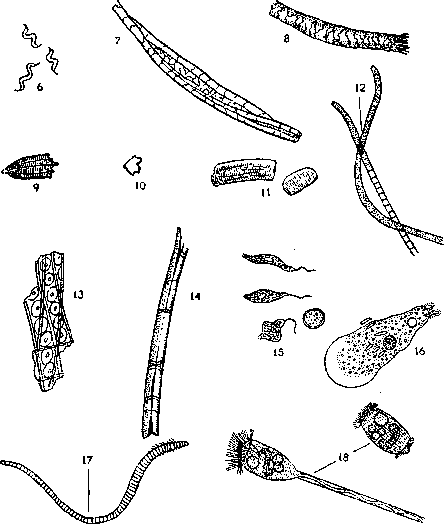 Biological Method of Sewage Treatment: figure 1 from the 1928–1936 encyclopedia article