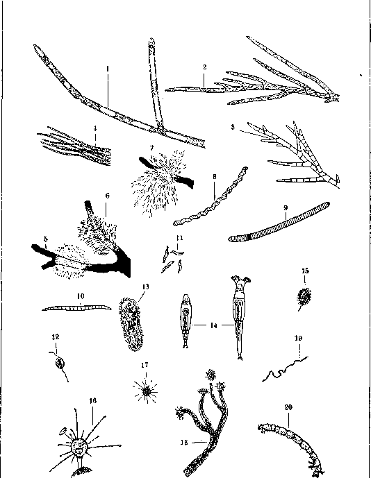 Biological Method of Sewage Treatment: figure 2 from the 1928–1936 encyclopedia article