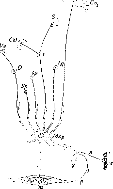Human Motorics: figure 1 from the 1928–1936 encyclopedia article