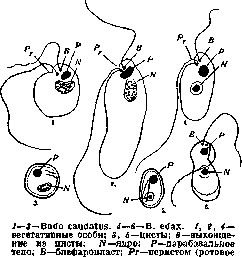 Bodonidae: figure 1 from the 1928–1936 encyclopedia article