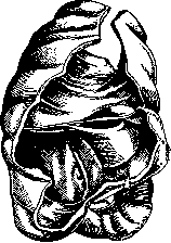 Cecum: figure 1 from the 1928–1936 encyclopedia article