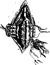Radicotomy: figure 2 from the 1928–1936 encyclopedia article