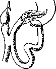 Duodenum: figure 15 from the 1928–1936 encyclopedia article