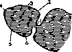 Duodenum: figure 19 from the 1928–1936 encyclopedia article