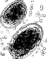 Turpentine Oil: figure 1 from the 1928–1936 encyclopedia article