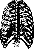 Thorax: figure 1 from the 1928–1936 encyclopedia article