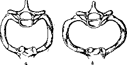 Thorax: figure 2 from the 1928–1936 encyclopedia article