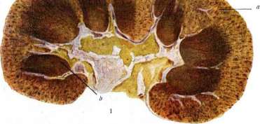 Epiglottis: figure 1 from the 1928–1936 encyclopedia article