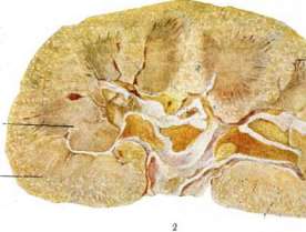 Epiglottis: figure 2 from the 1928–1936 encyclopedia article