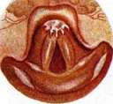 Epiglottis: figure 5 from the 1928–1936 encyclopedia article